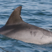 Photographie d’un aileron dorsal et de l’arrière du corps d’un grand dauphin.