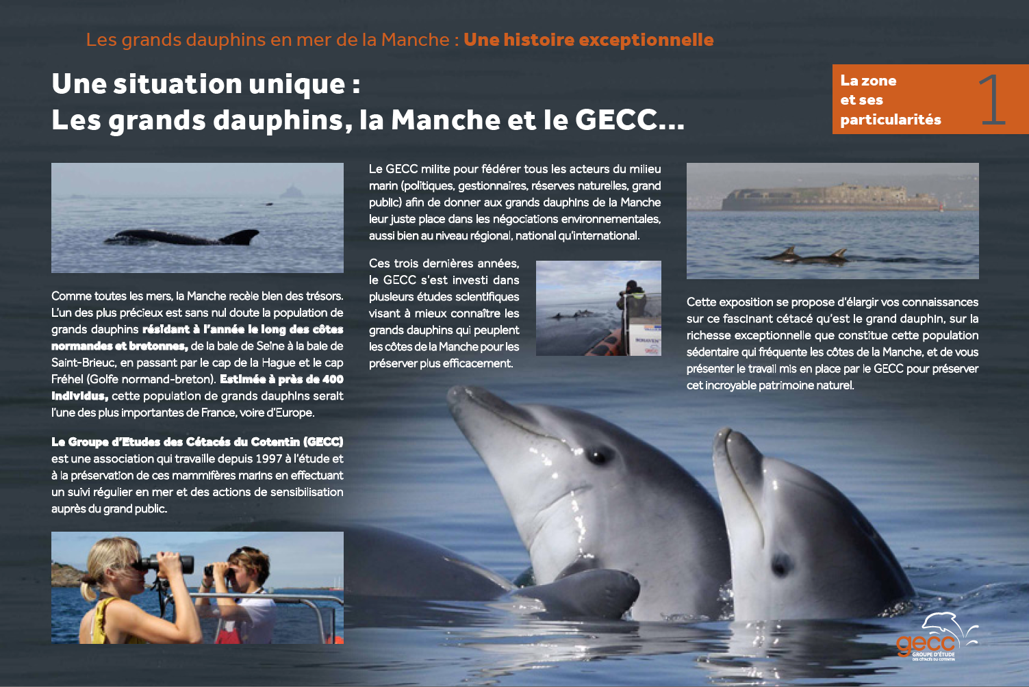 Cotentin : Les animaux marins