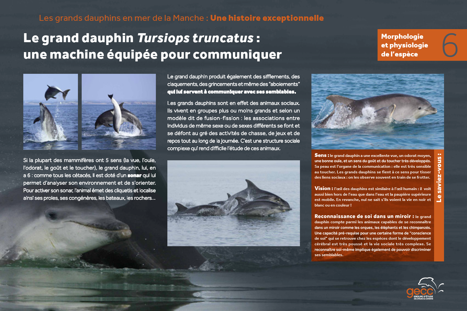 les grands dauphins en mer de la Manche, plongez dans l'aventure! - GECC