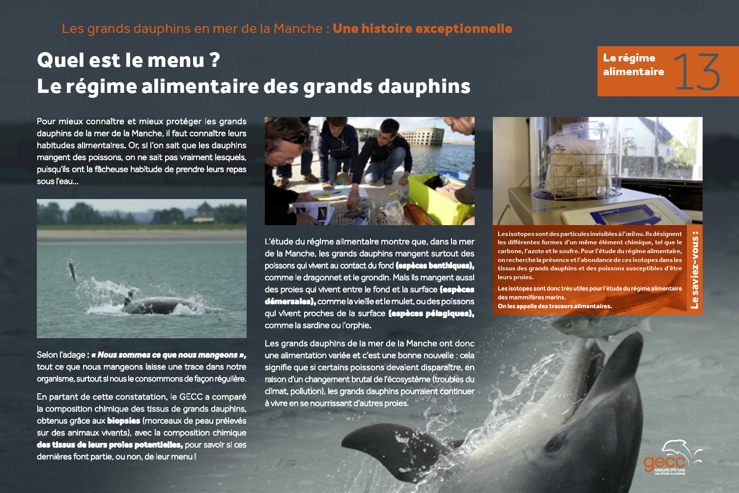 Cotentin : Les animaux marins