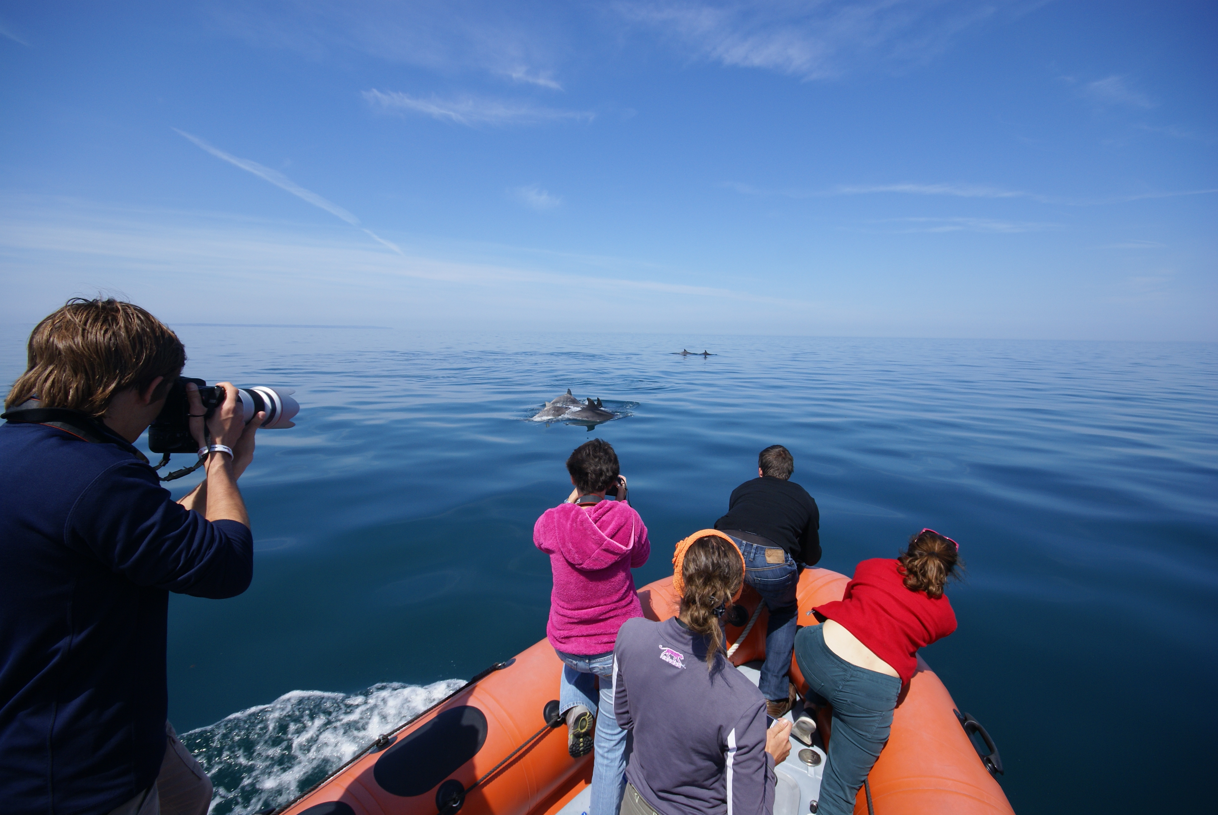 Les grands dauphins vus depuis le Bonaventure. Photo Florent Nicolas pour le GECC