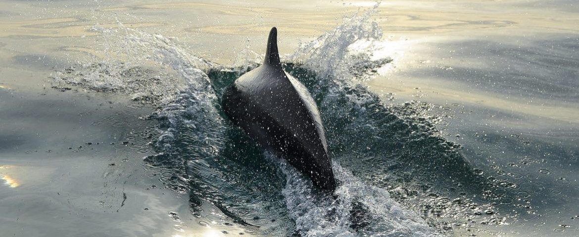 Une association qui assure depuis 1997 le suivi des grands dauphins en mer de la Manche