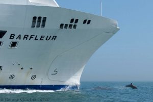 Grand dauphin à l'étrave du Barfleur