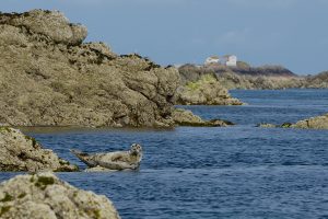 Phoque gris aux Ecréhou