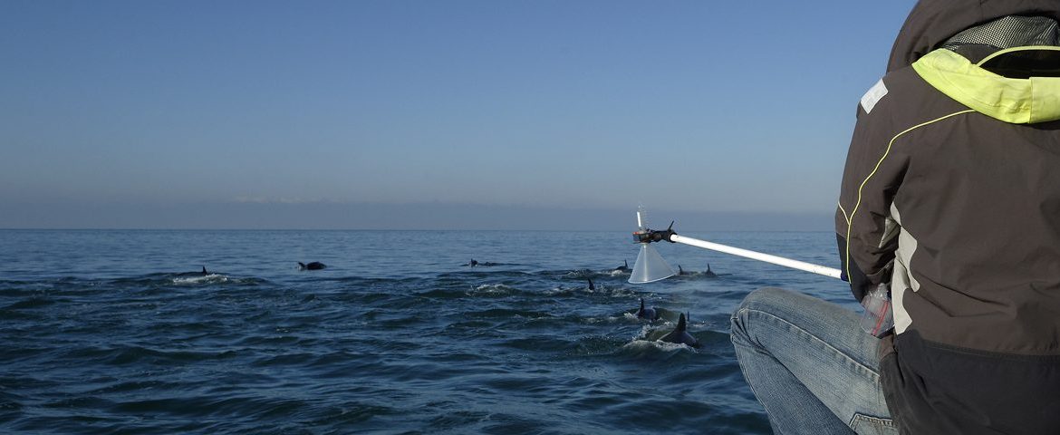 Une association qui travaille à la connaissance des mammifères marins en France