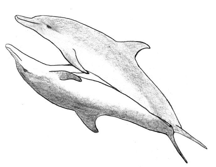 Biologie du grand dauphin - GECC