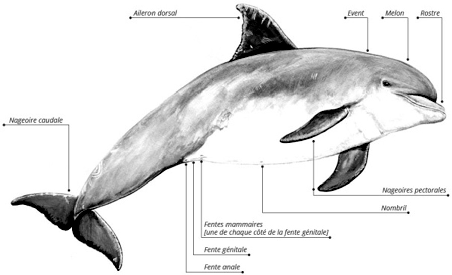 comment faire dauphins ont des rapports sexuels